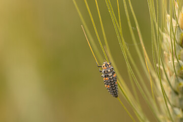 Ladybug larva on a plant