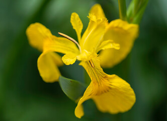 Fototapeta na wymiar yellow iris