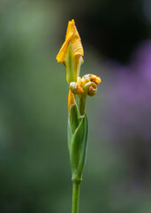 yellow iris