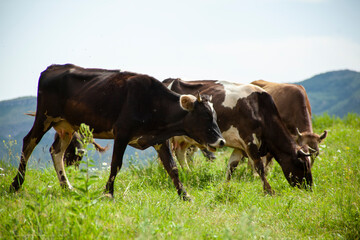 Fototapeta na wymiar cows and bulls in nature