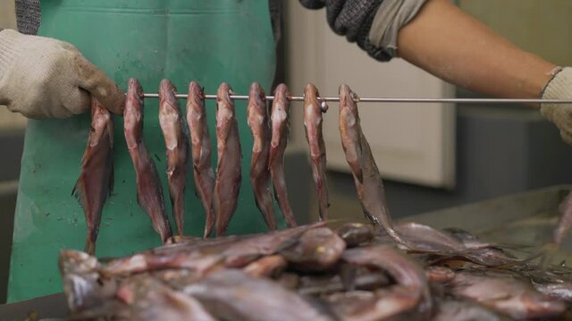 Drying fish. Fish processing factory. String fish for drying. Preparing fish for drying.