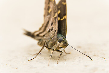 Macro closeup of butterfly on backyard floor.