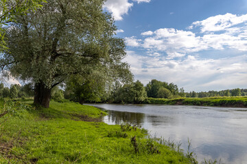 Bright green grass on the river bank. Summer landscape with a river, trees and bushes.