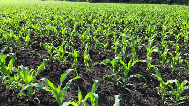 A field with young corn shoots. Farm land. Green sprouts in rows. Agricultural business.