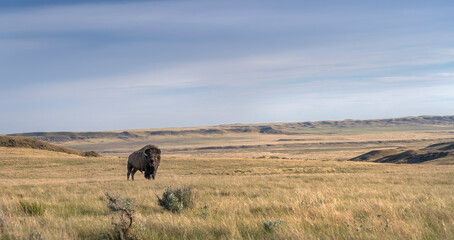 Single male plains bison on the prairie in Grasslands National Park, Saskatchewan, Canada © jkgabbert