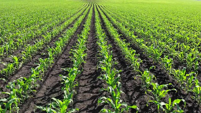 A field with young corn shoots. Farm land. Green sprouts in rows. Agricultural business.
