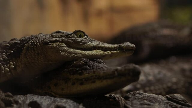 the aligator looks into the camera close-up. sharp crocodile teeth. Caiman crocodile