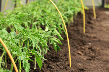 A bed with a young tomato seedling in a greenhouse. High quality photo