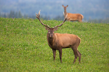 Couple of red deer, cervus elaphus, standing on pasture in autumn nature. Male and female looking to the camera on grass. Stag and hind staring on green field.