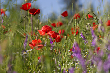 close up of a flowering red poppies field