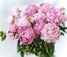 Large delicate bouquet of pink peonies