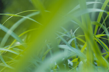 green long grass close up in the afternoon of summer. High quality photo