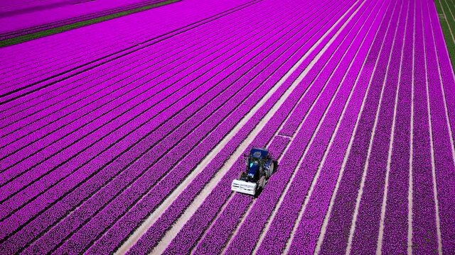Drone flies over colorful tulip fields on a sunny day in the Netherlands, Aerial Drone footage