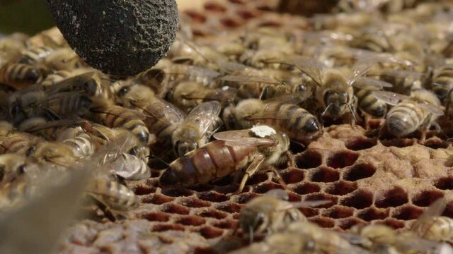 BEEKEEPING - Pointing out a marked queen bee in a beehive, slow motion detail