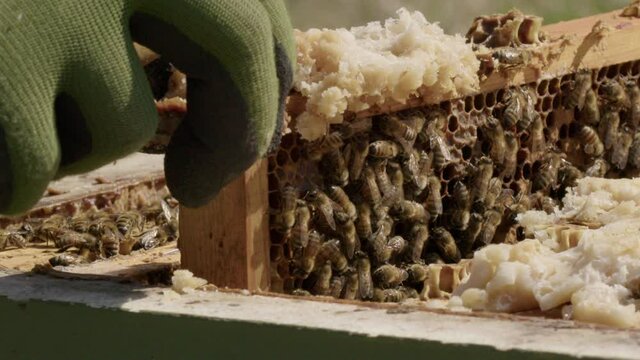 BEEKEEPING - Beehive frame is removed for inspection, slow motion close up