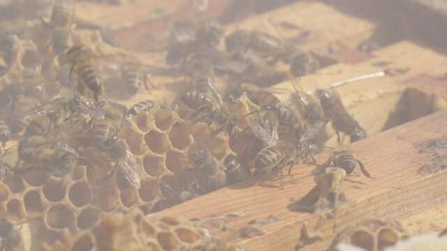BEEKEEPING - Smoking beehives to prevent aggression, slow motion close up