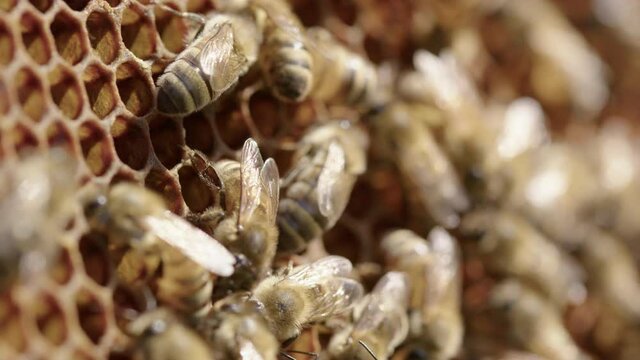BEEKEEPING - Worker bees move around honeycombs in a beehive, close up