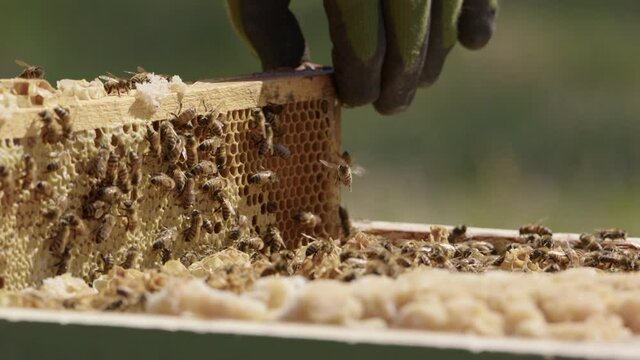 BEEKEEPING - Gloved hands remove a frame from a beehive, slow motion close up