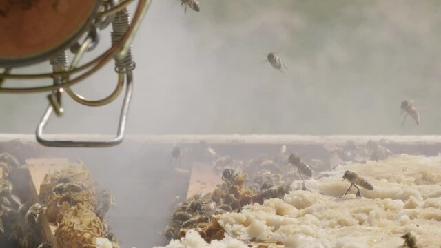 BEEKEEPING - Using smoker on beehive to prevent aggression, slow motion close up