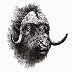 Head of bull muskox ovibos moschatus, after antique engraving from the 19th century