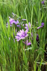 The plant (Malva sylvestris) with lilac flowers close-up
