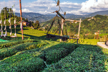 Tea plantations near Rize in Turkey