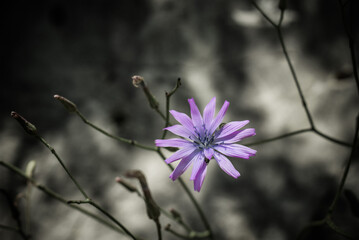 Beautiful violet flower on the black and white background