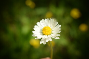 Fototapeta premium Single daisy light by the sun