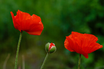Oriental poppy flower. Papaver orientale is magnificent perennial plant in the garden