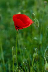 Oriental poppy flower. Papaver orientale is magnificent perennial plant in the garden