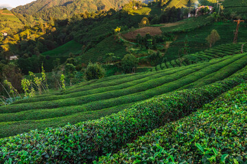 Tea plantations near Rize in Turkey editorial