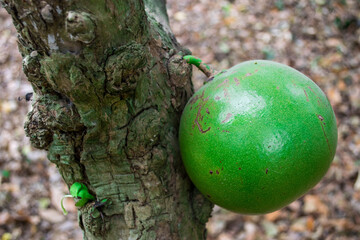 Botanival Garden plant