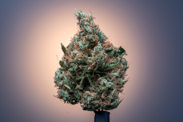 Cannabis Flower Macro - Strain: Sour Kosher