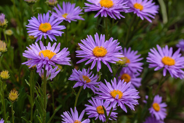 Fototapeta premium Alpine aster (Aster alpinus). Ornamental garden plant with purple flowers. Beautiful perennial plant for rock garden
