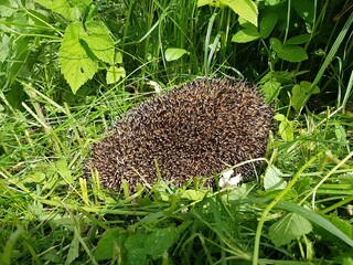 An adult hedgehog is curled up in a ball among the green grass on the lawn