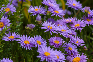 Aster alpinus. Beautiful flower abstract background of nature. Astra perennial. Astra Alpine. 
