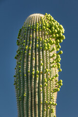 A closeup of a saguaro cactus with unusual side blooms in the Sonoran Desert of Arizona, USA.