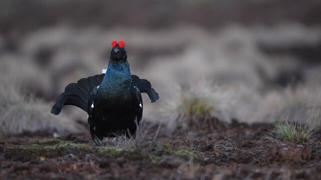 Black Grouse on spring bog ready for fighting, lekking. Spring colors of moors with black grouse, blackcock. Male Black Grouse lek game at sunrise. Lyrurus tetrix lekking in Estonia, Saaremaa swamp