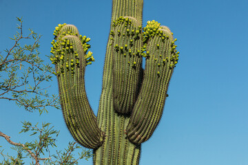 A saguaro cactus with unusual side blooms in the Sonoran Desert of Arizona, USA