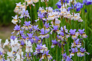 Beautiful flowers of Siberian iris. Siberian iris or Siberian flag in garden.