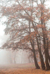 mystical fog autumn park trees yellowed foliage