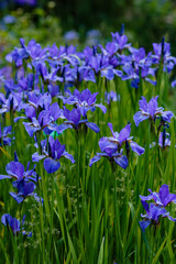 Beautiful flowers of Siberian iris. Siberian iris or Siberian flag in garden.