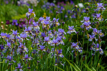 Obraz na płótnie Canvas Beautiful flowers of Siberian iris. Siberian iris or Siberian flag in garden.