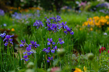 Beautiful flowers of Siberian iris. Siberian iris or Siberian flag in garden.