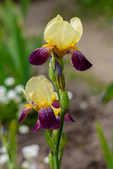 Beautiful German iris in the summer garden.