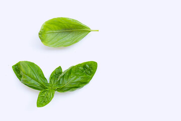 Basil leaves on white background.