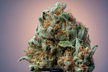 Cannabis Flower Macro - Strain: Grape Starburst