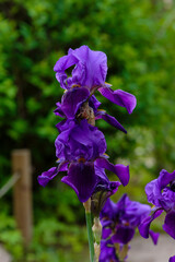 Flower bearded iris (Iris germanica) in summer garden