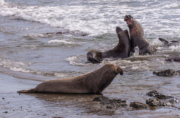 Fototapeta premium San Simeon, CA, USA - February 12, 2014: Elephant Seal Vista point. Sparring. males in ocean surf with onlooking thrid one.