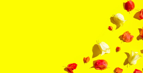 Beautiful red and white bougainvillea flower on yellow background.